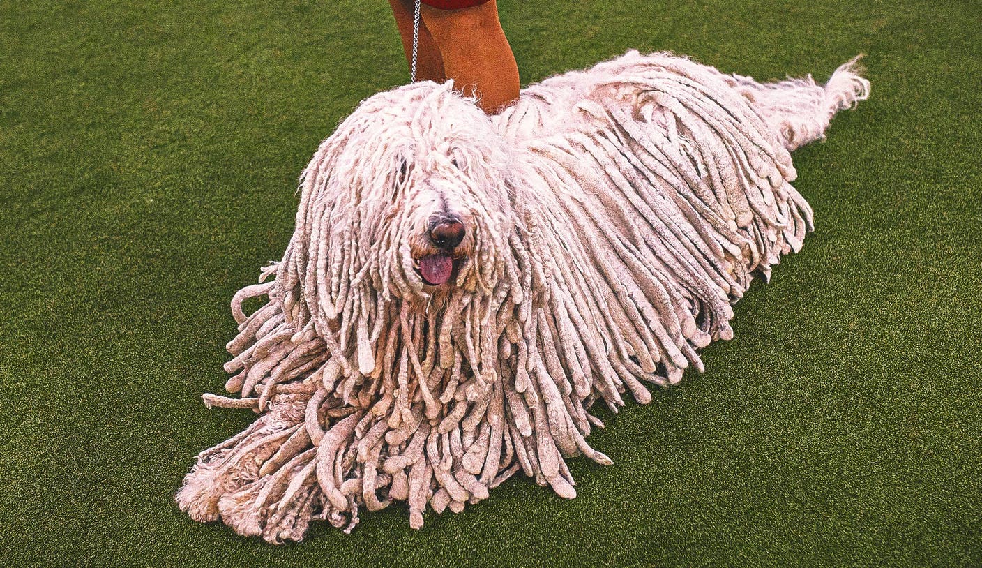 2026 WKC Dog Show - 2026 WKC Dog Show：全面解析年度顶级犬类赛事亮点