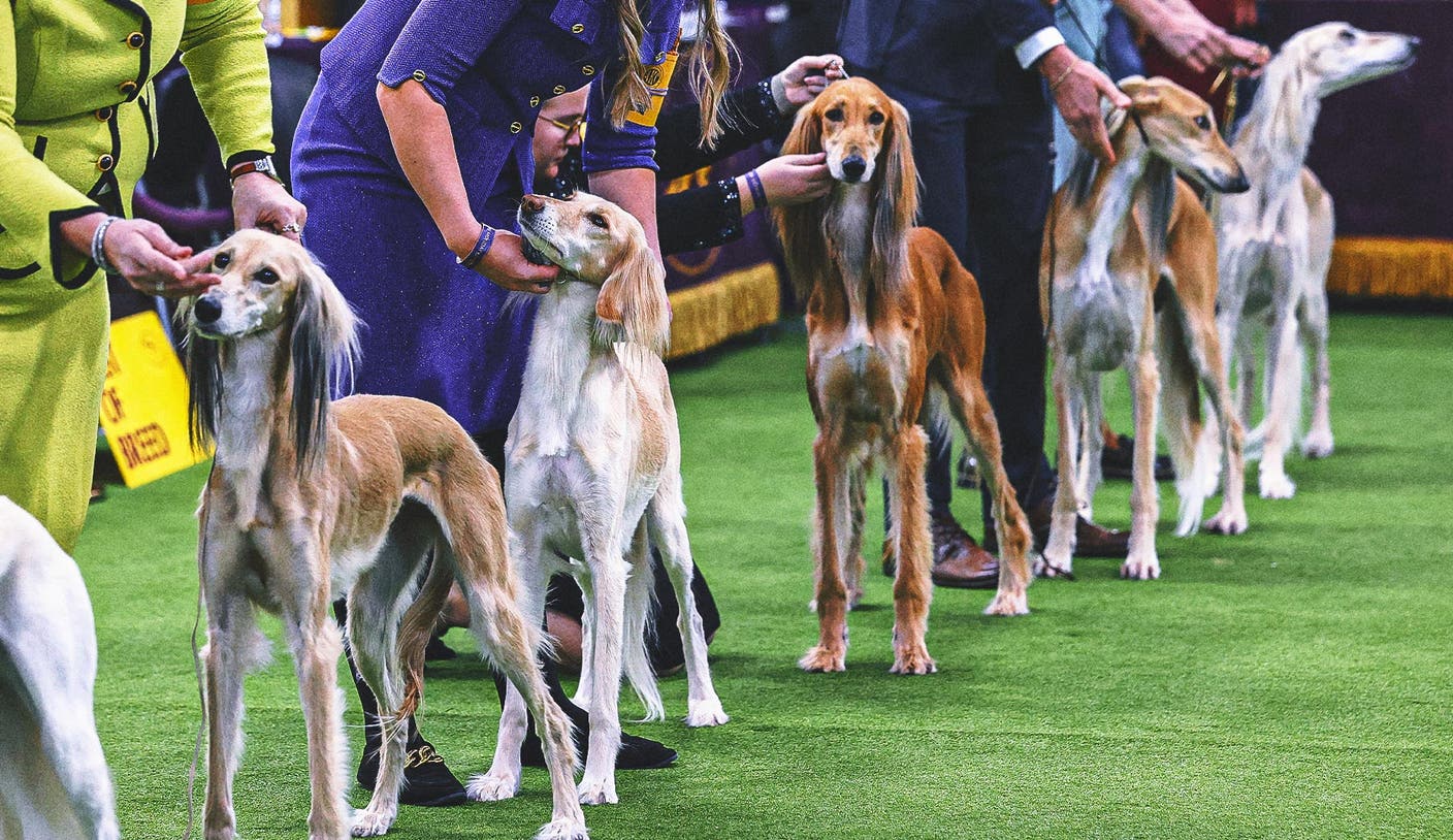 威斯敏斯特犬展 - 2026 威斯敏斯特犬展群组冠军出炉：第二日赛况全解析
